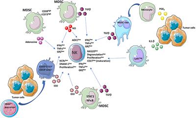 Myeloid Derived Suppressor Cells Interactions With Natural Killer Cells and Pro-angiogenic Activities: Roles in Tumor Progression